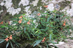 Impatiens verticillata